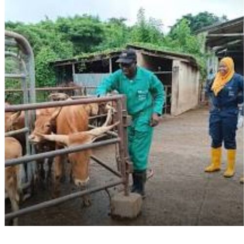 Best Feeding Practices for Farm Animals